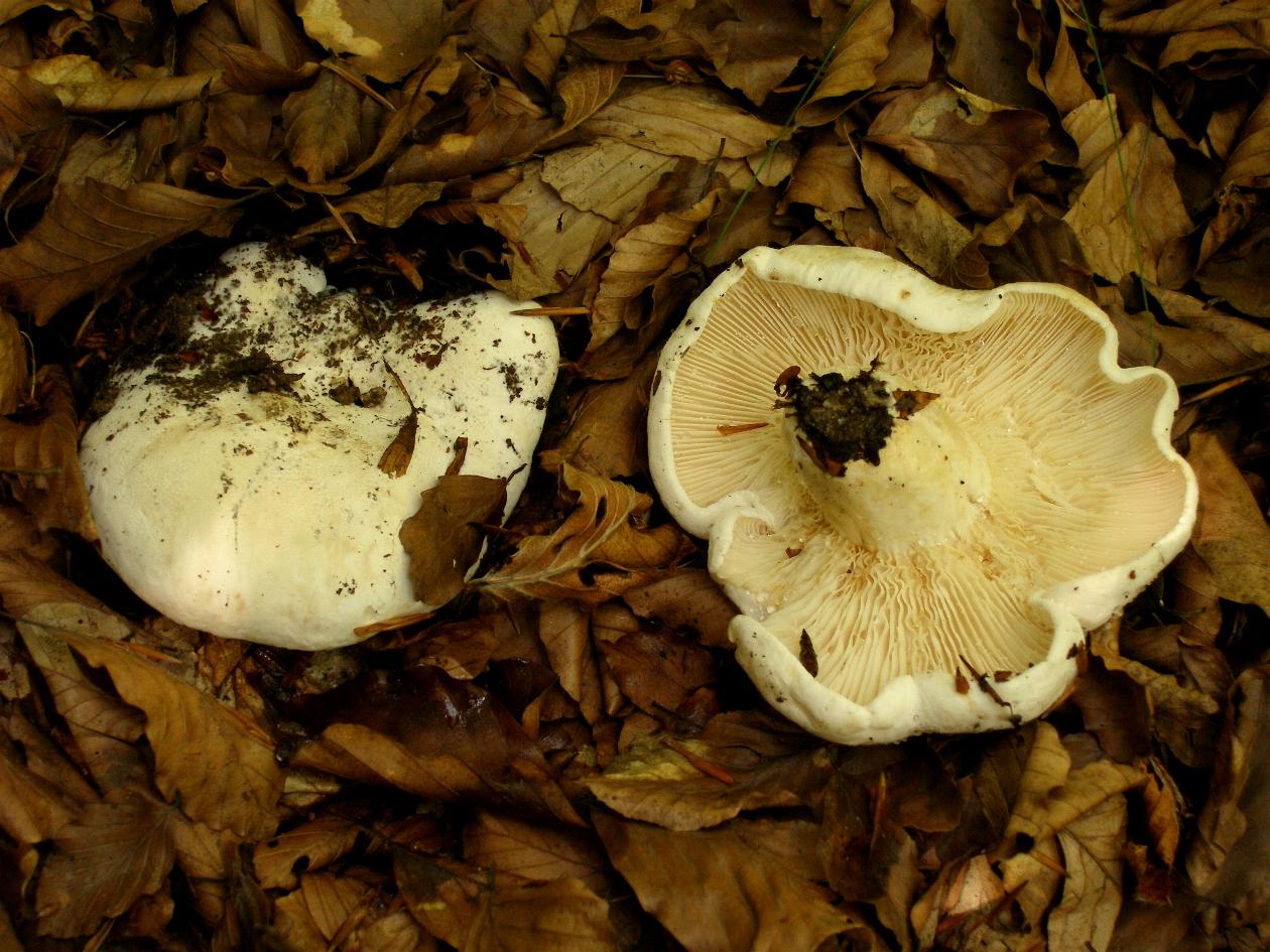 Russula...